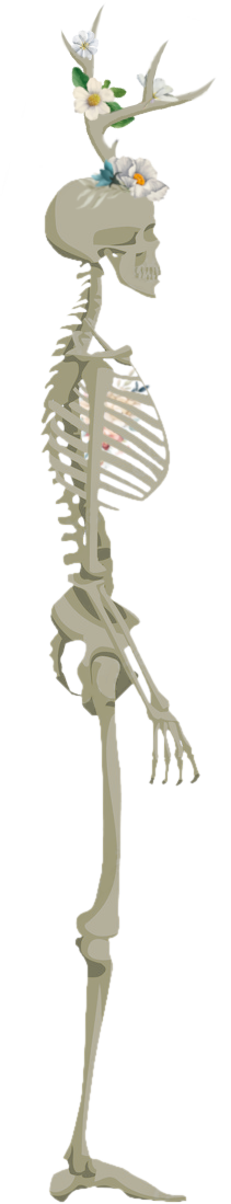 left skeleton